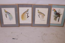 A set of four French colour prints of tropical birds, 11" x 15"