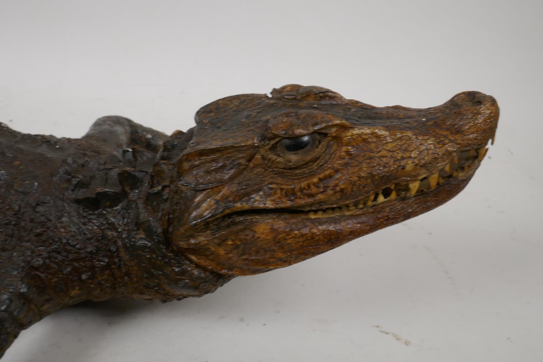 A C19th taxidermy stuffed figure of a caiman in naturalistic pose, with raised tail, 23" long - Image 3 of 3