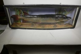 A large stuffed taxidermy pike in a naturalistic setting, 36" long, in a bow front display case mark