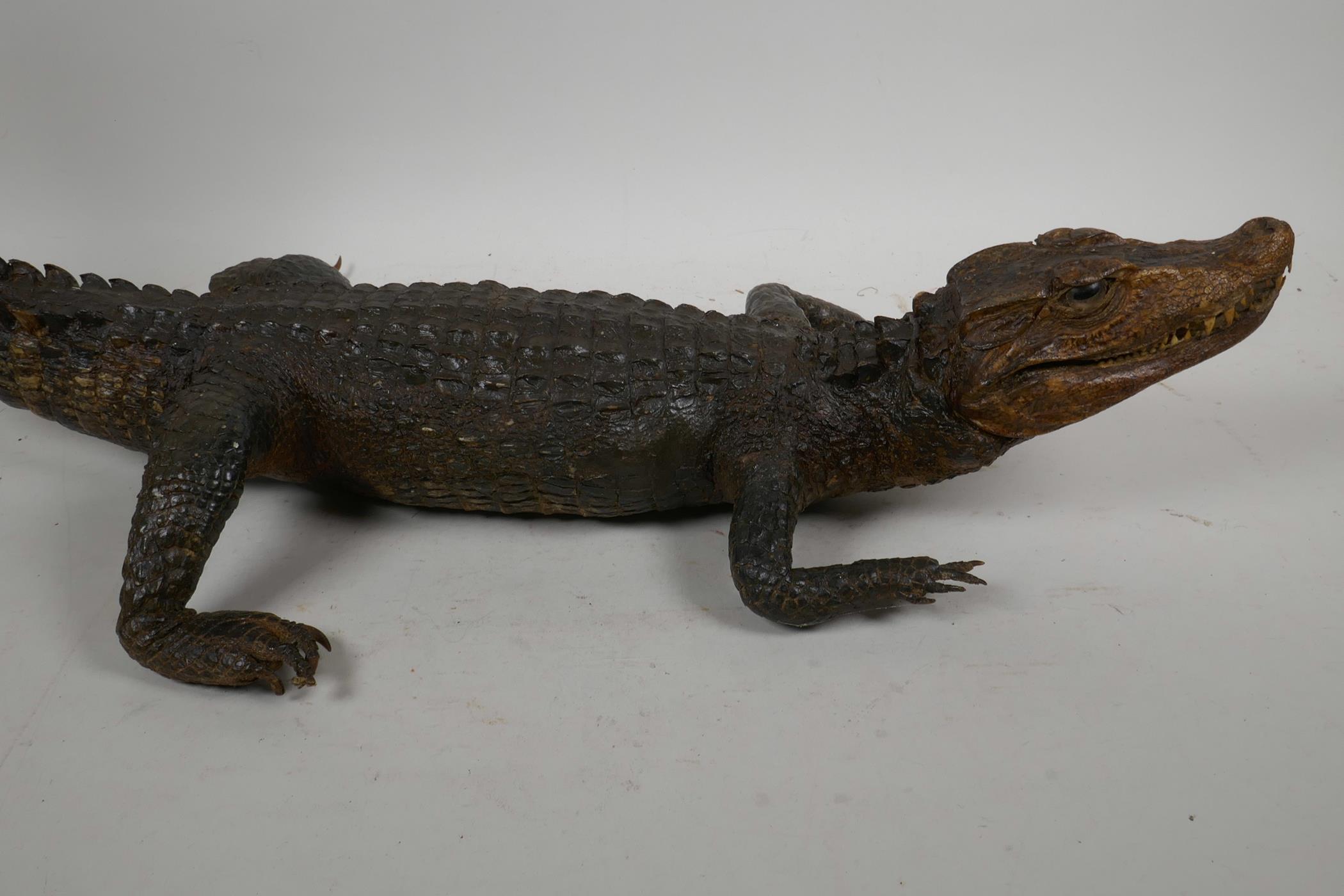 A C19th taxidermy stuffed figure of a caiman in naturalistic pose, with raised tail, 23" long - Image 2 of 3