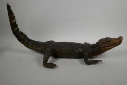 A C19th taxidermy stuffed figure of a caiman in naturalistic pose, with raised tail, 23" long