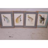 A set of four French colour prints of tropical birds, 11" x 15"