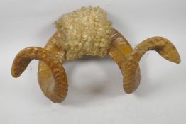 A pair of antique 'curly' ram's horns, 12" wide