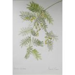 Frances Farrer (British, late C20th), 'Acacia Dealbata', signed and titled lower edge, watercolour