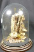 A glass dome containing a fungus display on wooden base, 10½" high, 7" diameter