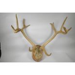 An antique pair of mounted twelve point stag horns, 24" wide