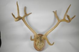 An antique pair of mounted twelve point stag horns, 24" wide