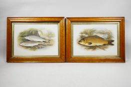 A pair of C19th chromolithographs of British fish by W. Houghton, dated 1879; a carp and graining