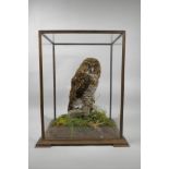 A taxidermy owl in a display case, 15" x 11", 18" high