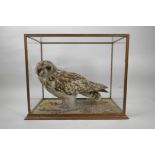 A taxidermy owl in a display case, 16" x 9½", 13" high