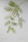 Frances Farrer (British, late C20th), 'Acacia Dealbata', signed and titled lower edge, watercolour