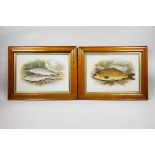 A pair of C19th chromolithographs of British fish by W. Houghton, dated 1879; a carp and graining
