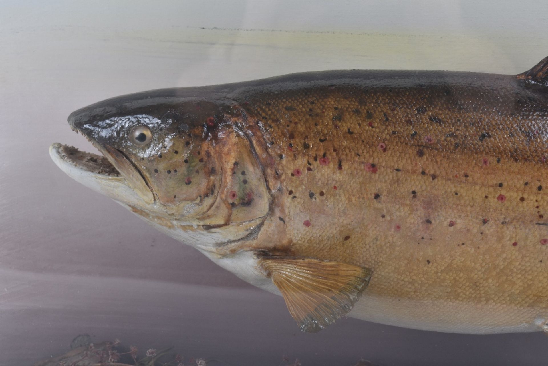 An early 20th century mounted trout taxidermy, by Ralph Adller, Taxidermist & Engraver, Newbury - Image 2 of 5