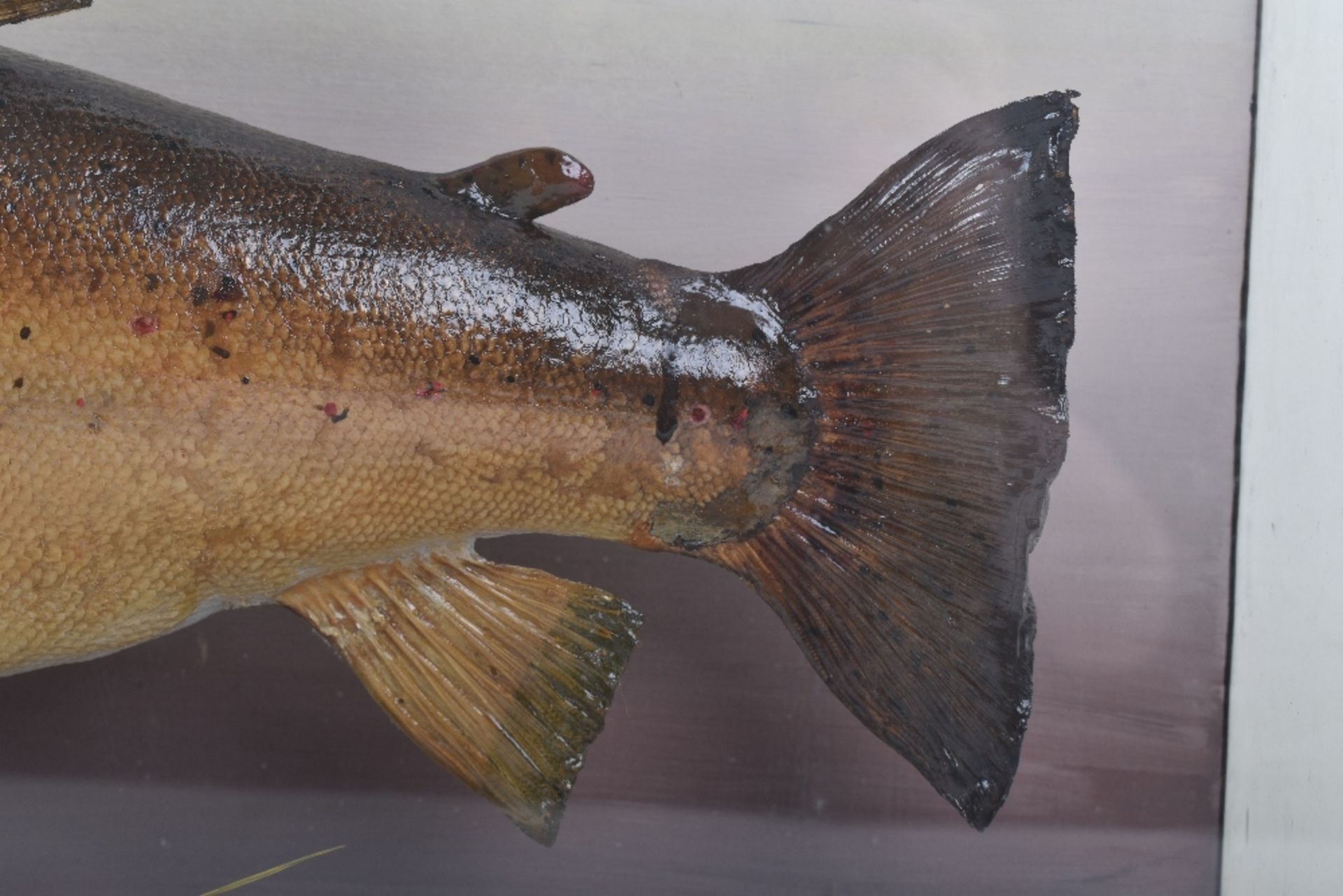 An early 20th century mounted trout taxidermy, by Ralph Adller, Taxidermist & Engraver, Newbury - Image 4 of 5