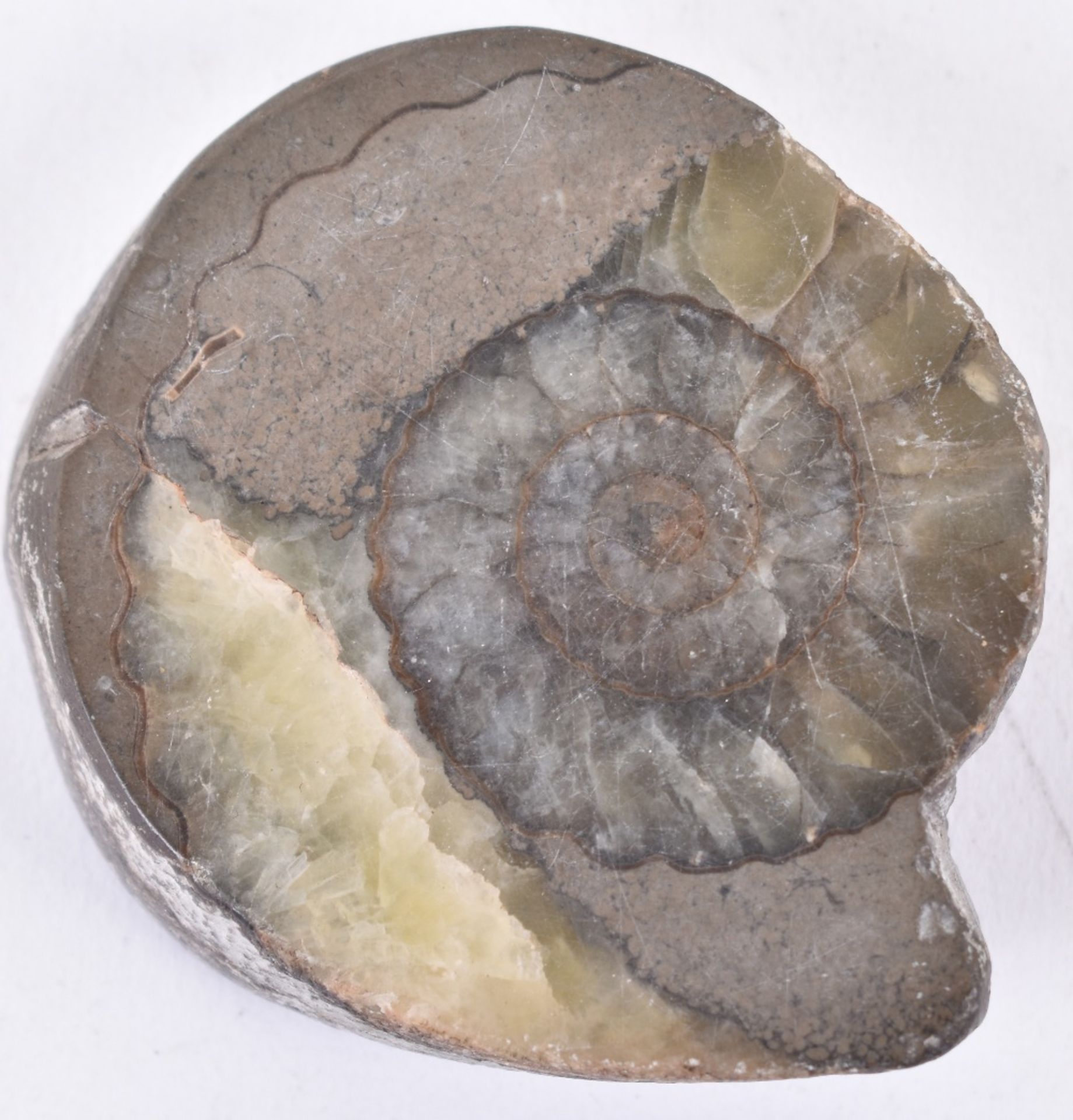 Assorted fossils and polished specimen hardstones - Image 2 of 7