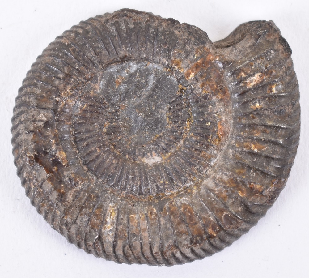 Assorted fossils and polished specimen hardstones - Image 3 of 7