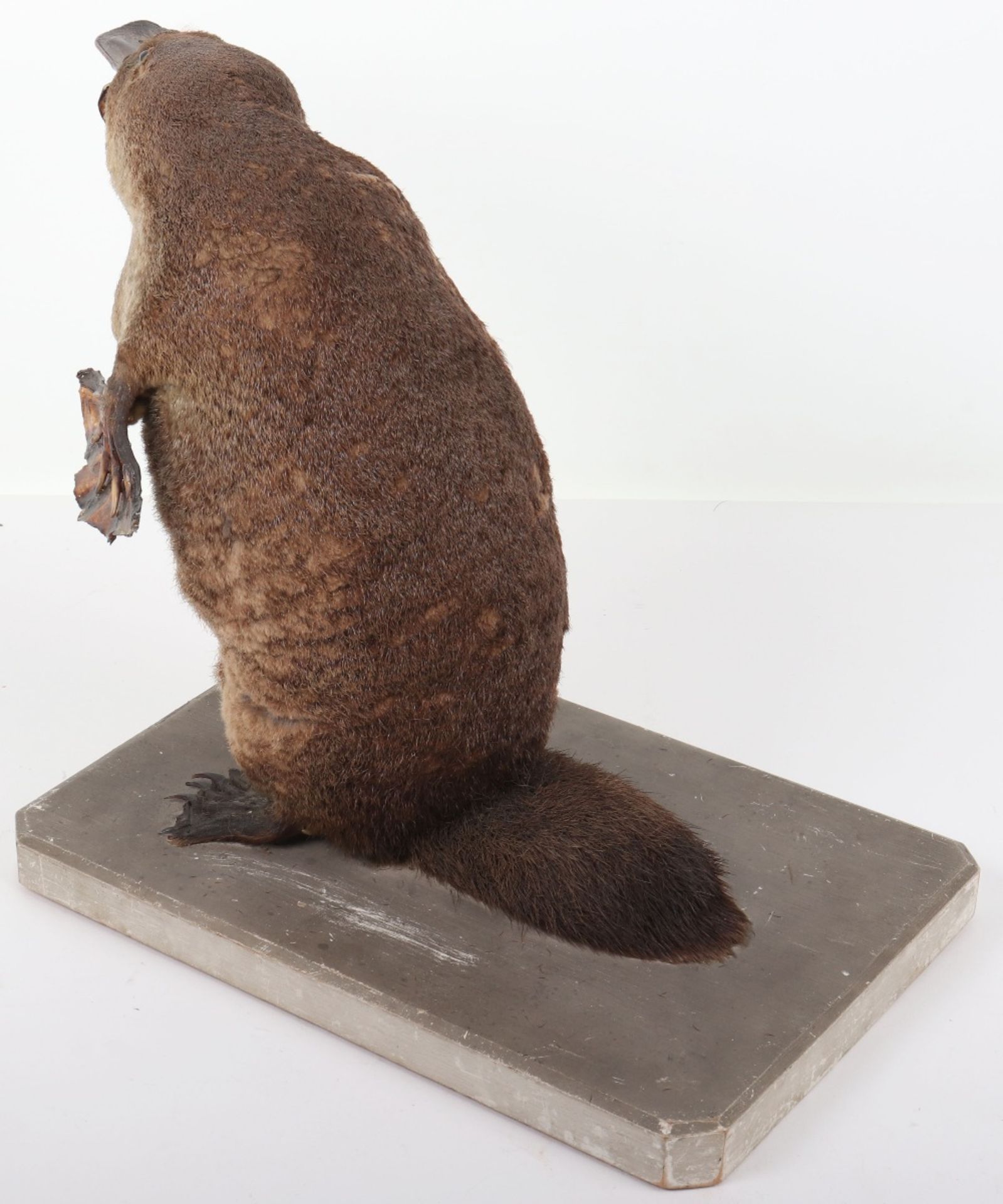 ^Taxidermy: Duck-Billed Platypus (Ornithorhynchus anatinus) - Bild 8 aus 12