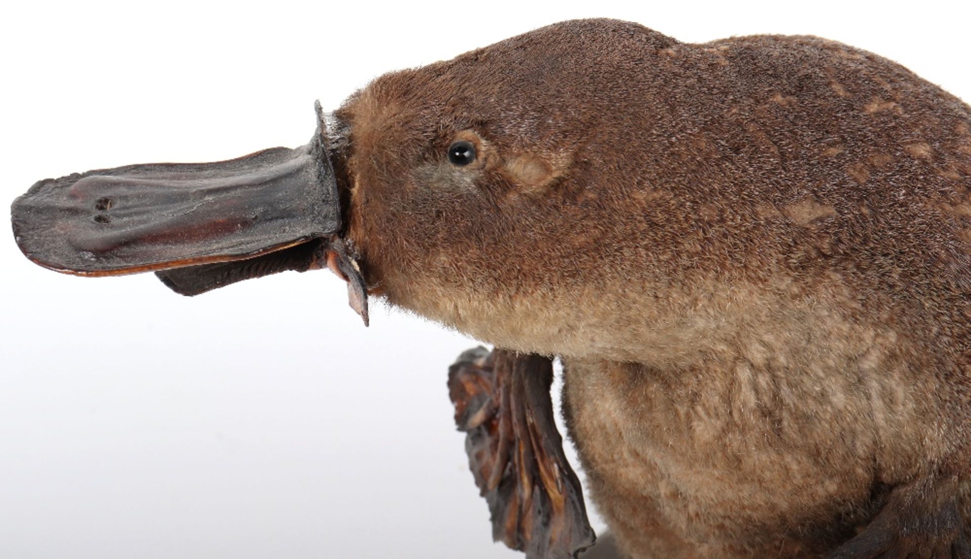 ^Taxidermy: Duck-Billed Platypus (Ornithorhynchus anatinus) - Bild 6 aus 12