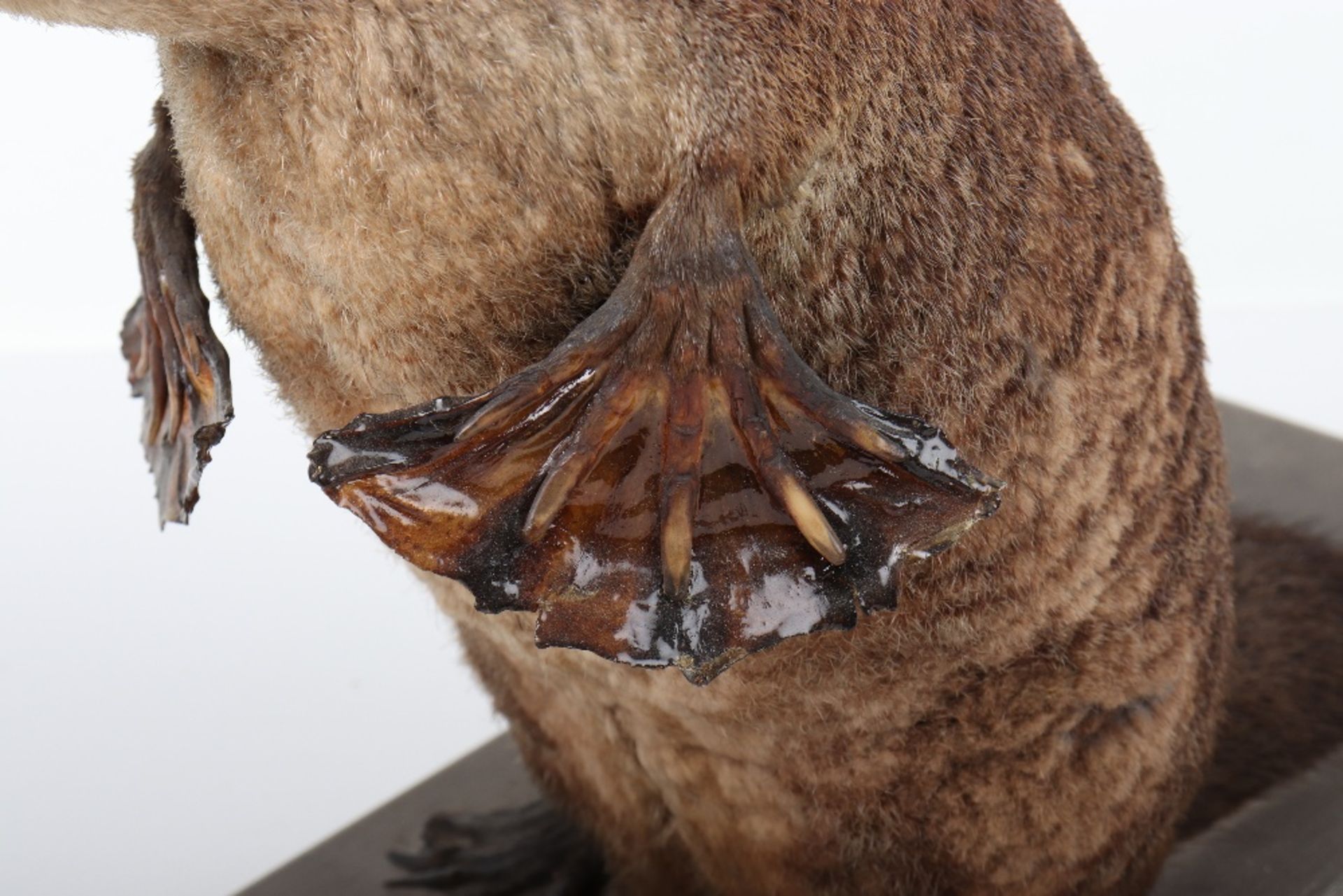 ^Taxidermy: Duck-Billed Platypus (Ornithorhynchus anatinus) - Bild 7 aus 12