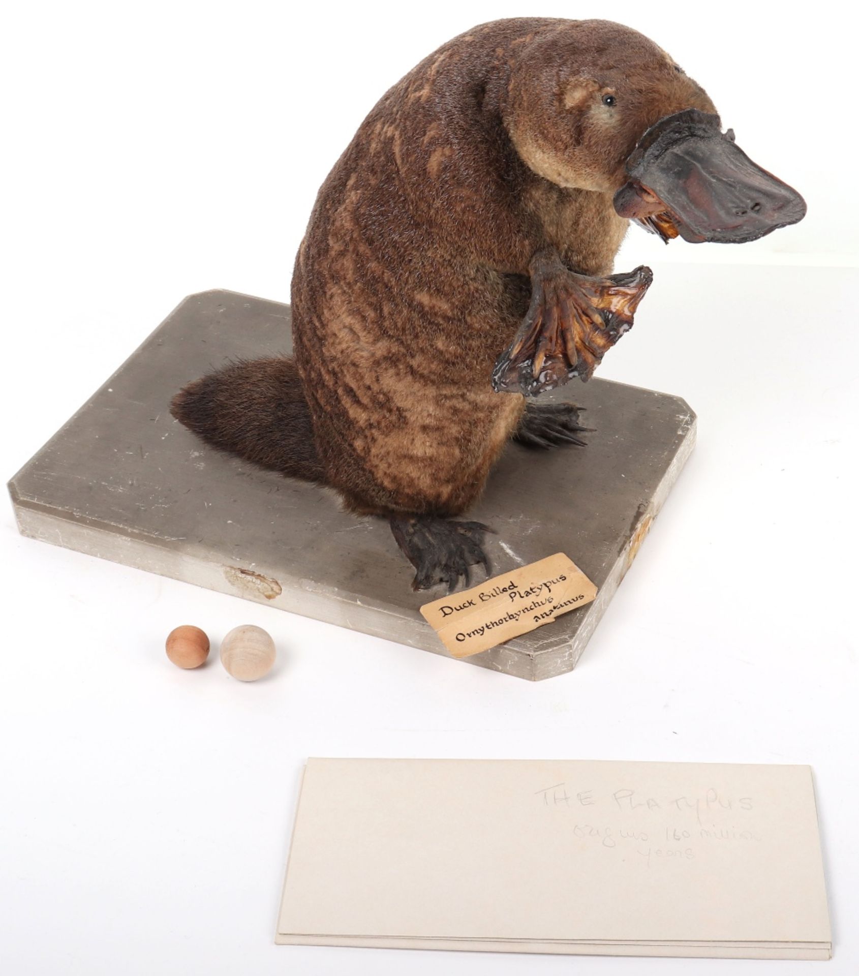 ^Taxidermy: Duck-Billed Platypus (Ornithorhynchus anatinus) - Bild 4 aus 12