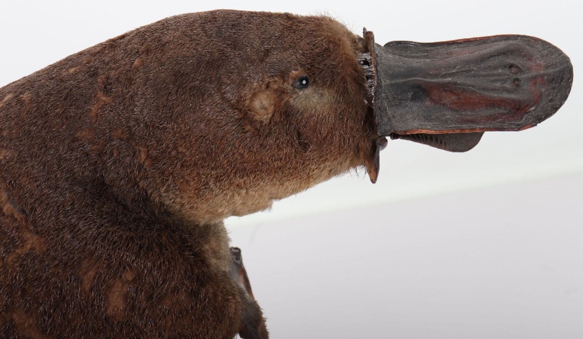 ^Taxidermy: Duck-Billed Platypus (Ornithorhynchus anatinus) - Bild 11 aus 12