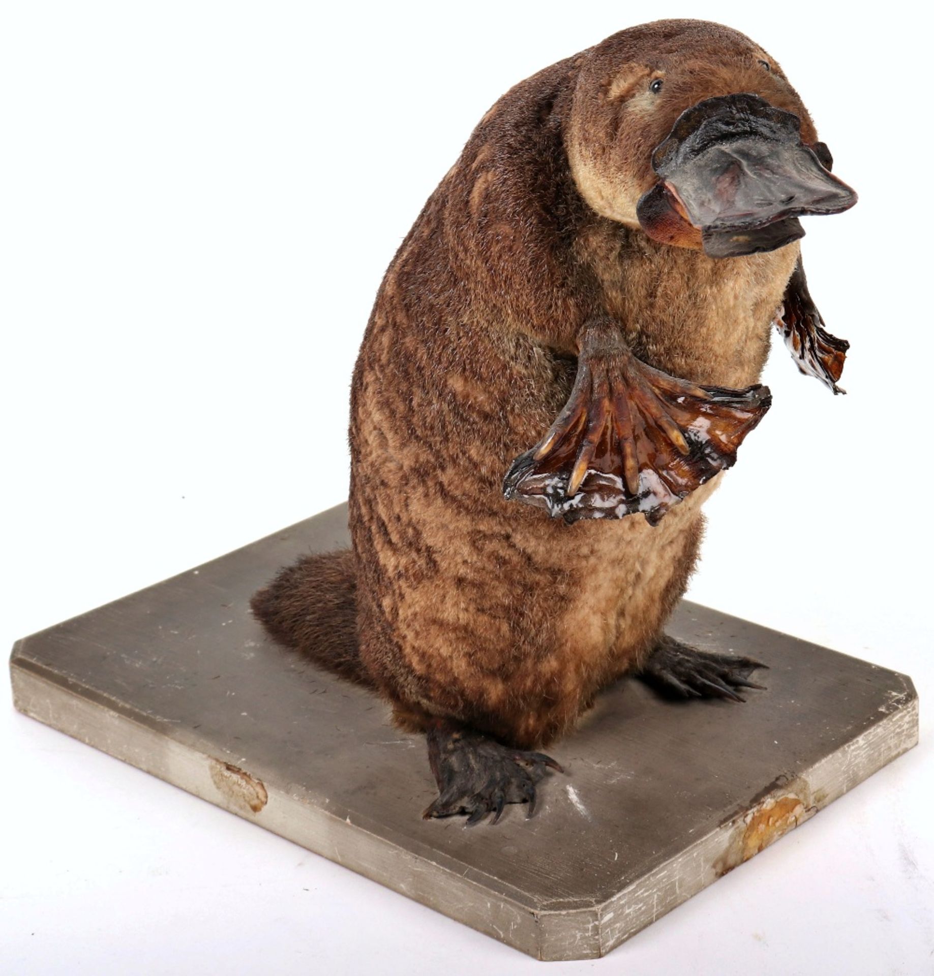 ^Taxidermy: Duck-Billed Platypus (Ornithorhynchus anatinus)