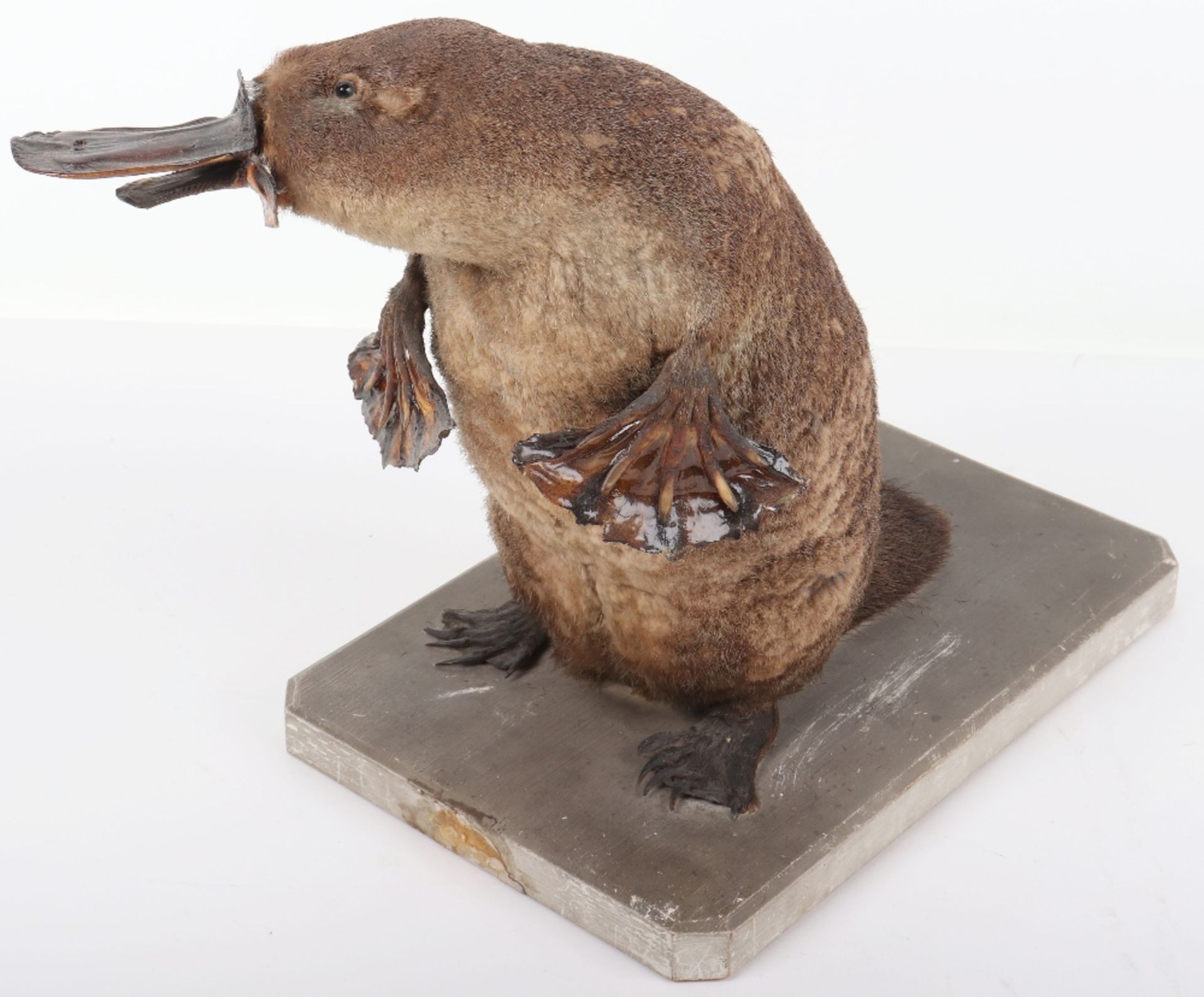 ^Taxidermy: Duck-Billed Platypus (Ornithorhynchus anatinus) - Bild 5 aus 12