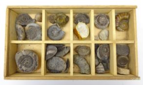 Various sized ammonite fossils,