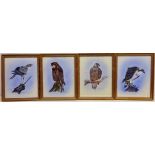 Birds of Prey, four gouache paintings signed, tiled and dated '79 by M.J.