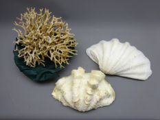 Two Clam shells and a section of white Coral,
