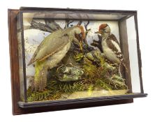 Taxidermy -19th/ early 20th century cased Green Woodpecker and Lesser Spotted Woodpecker perched