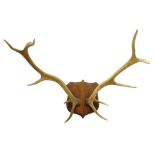 Taxidermy - Pair Red Stag ten point antlers mounted on oak shield,