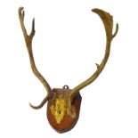 Taxidermy - Pair Edwardian Red Deer Antlers mounted on oak shield,