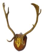 Taxidermy - Pair Edwardian Red Deer Antlers mounted on oak shield,
