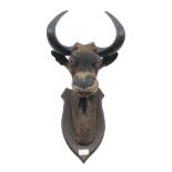 Taxidermy - Black Wildebeest (Connochaetes gnou),