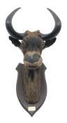 Taxidermy - Black Wildebeest (Connochaetes gnou),