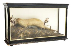 Taxidermy - Victorian Eurasian Otter, on naturalistic base,