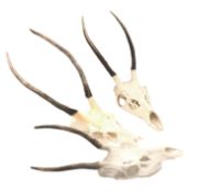 Taxidermy - Three Deer skulls, H62cm Condition Report <a href='//www.