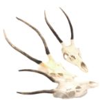 Taxidermy - Three Deer skulls, H62cm Condition Report <a href='//www.