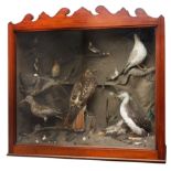 Taxidermy - Large Victorian cased diorama of birds comprising Dipper, Kingfisher, Gull,