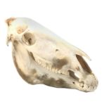 Taxidermy - Burchells Zebra skull, L51cm, H51cm Condition Report <a href='//www.