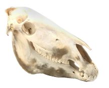 Taxidermy - Burchells Zebra skull, L51cm, H51cm Condition Report <a href='//www.