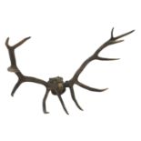 Taxidermy - Set of large Royal Stag antlers on shaped oak plaque, W119cm, H60cm,