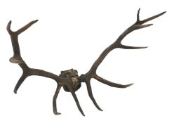 Taxidermy - Set of large Royal Stag antlers on shaped oak plaque, W119cm, H60cm,