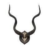 Taxidermy - Pair of Kudu curved horns on partial skull,