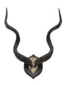 Taxidermy - Pair of Kudu curved horns on partial skull,