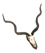 Taxidermy - Kudu Bull skull with horns, on shield shaped mount, H120cm, W126cm,