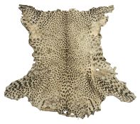 Taxidermy - Early 20th century Leopard skin rug (Panthera Pardus) with tanned back,