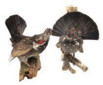 Taxidermy - Pair of Dusky Grouse, naturisticly mounted on branches,