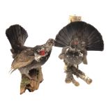 Taxidermy - Pair of Dusky Grouse, naturisticly mounted on branches,